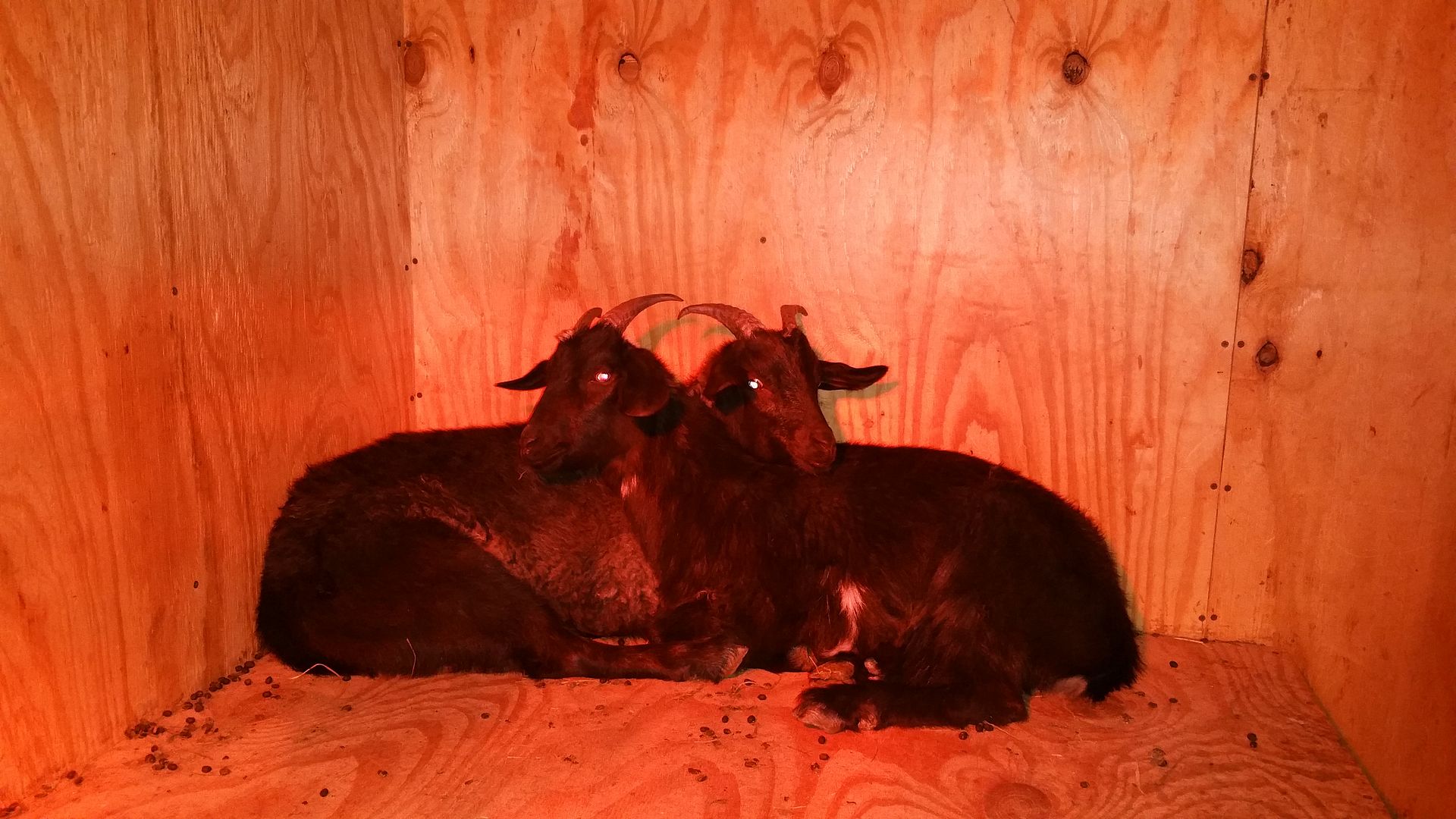 Heat Lamp The Goat Spot Forum